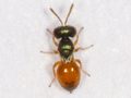 Callitula pyrrhogaster